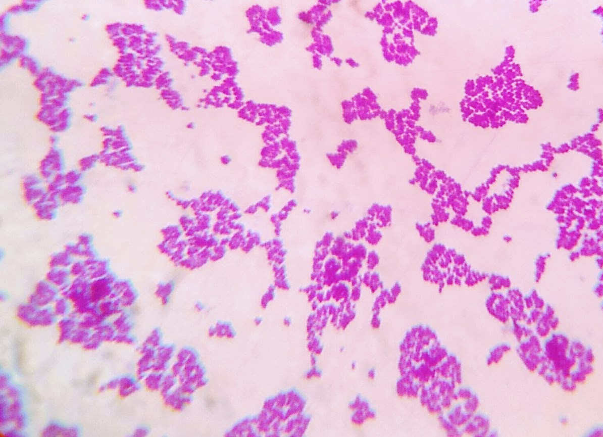 Microbiology Department