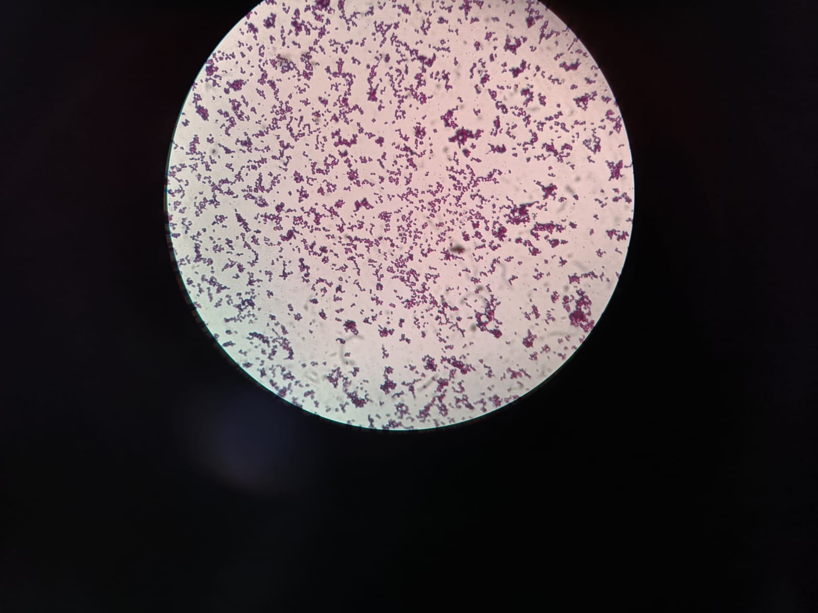 Microbiology Department
