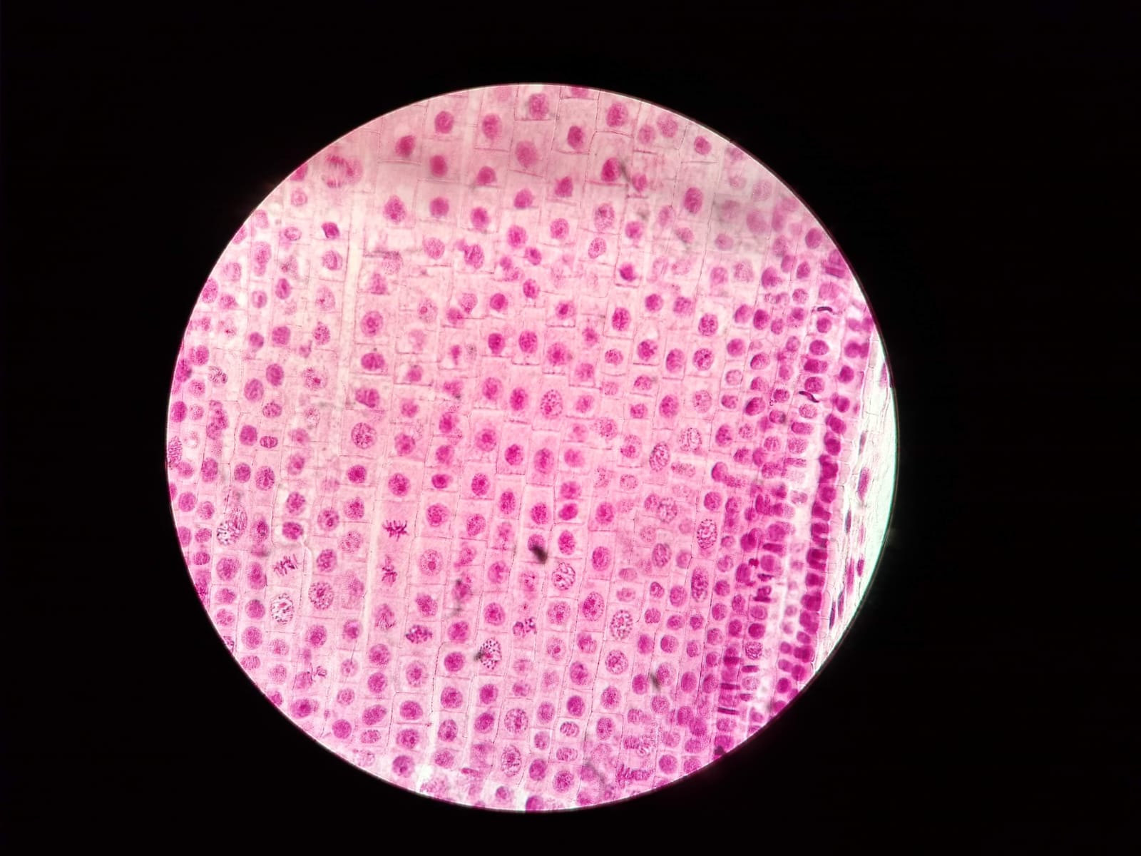 Microbiology Department
